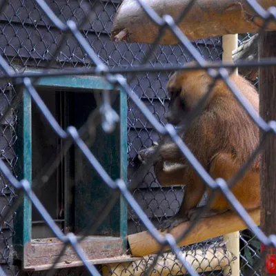 Maschendrahtzaun - PVC-beschichtet